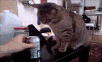 chats-sale-caractere-gif (2)