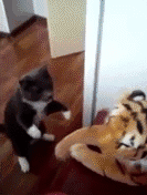 chats-sale-caractere-gif (4)