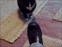 chats-sale-caractere-gif (6)