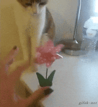 chats-sale-caractere-gif (7)