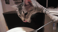 chiens-chats-bouffe-gif (1)
