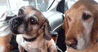 chiens-chats-bouffe-gif (10)