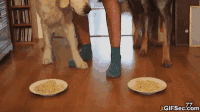 chiens-chats-bouffe-gif (11)