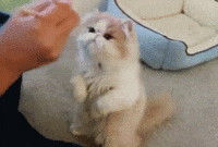 chiens-chats-bouffe-gif (12)