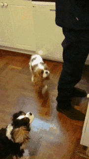 chiens-chats-bouffe-gif (14)