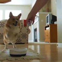 chiens-chats-bouffe-gif (15)
