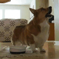 chiens-chats-bouffe-gif (16)
