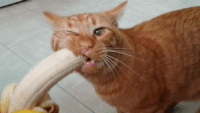 chiens-chats-bouffe-gif (2)