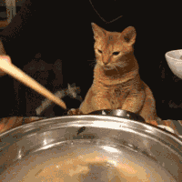 chiens-chats-bouffe-gif (3)