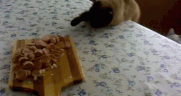chiens-chats-bouffe-gif (5)