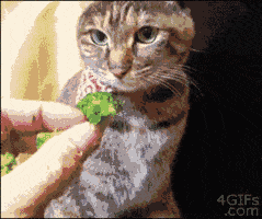 chiens-chats-bouffe-gif (7)