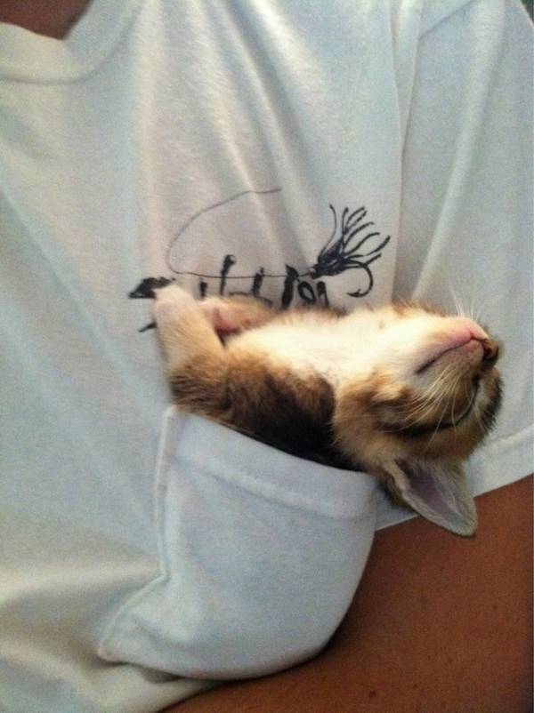 http://www.cutestpaw.com/images/happy-kitty-in-a-pocket/