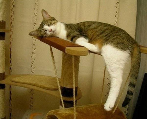 http://www.designswan.com/archives/22-funny-sleeping-cat-pictures.html