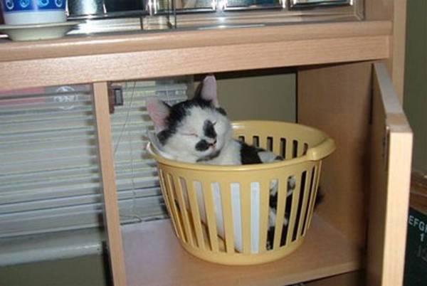 http://www.rd.com/funny-stuff/11-cats-sleeping-in-silly-places/