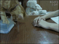 trucs-chats-proprietaires-gif (13)