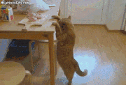 trucs-chats-proprietaires-gif (2)