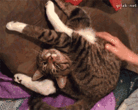 trucs-chats-proprietaires-gif (3)