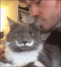 trucs-chats-proprietaires-gif (5)