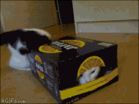 trucs-chats-proprietaires-gif (6)