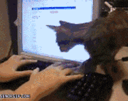 trucs-chats-proprietaires-gif (7)