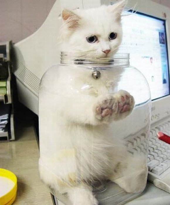 http://cdn.fishki.net/upload/post/201508/03/1617171/cat_in_jar.jpg