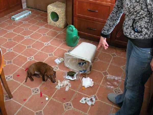 http://www.lifedaily.com/wp-content/uploads/2015/12/03-guilty-dog.jpg