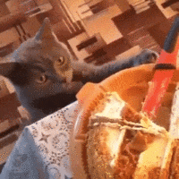 chats-chien-empecher-betises-gif (2)