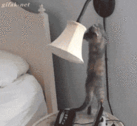 chats-chien-empecher-betises-gif (3)