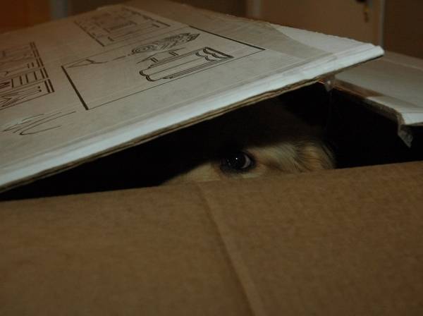 http://www.techtimes.com/articles/28659/20150131/good-finding-things-dogs-bad-hide-seek.htm