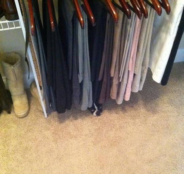 http://www.unmotivating.com/26-dogs-that-havent-figured-out-this-hide-and-seek-thing/