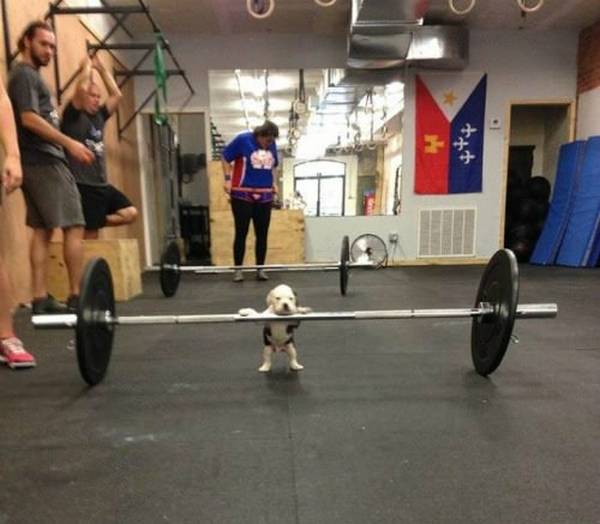 http://barkpost.com/how-to-exercise-with-your-dog/