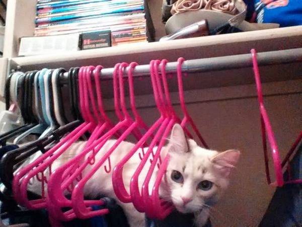 http://zippy-tube.com/find-the-cat/