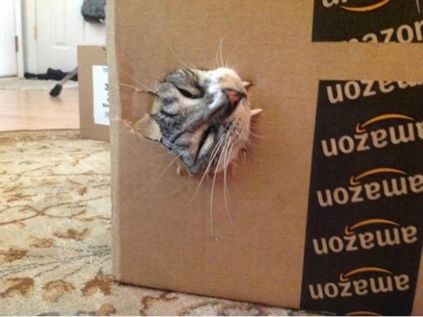 http://cultmeow.org/cat-box-collection/