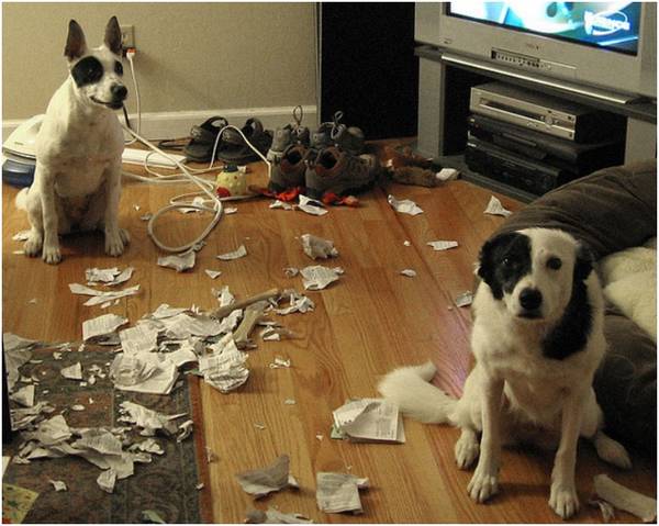 http://www.explosion.com/77161/35-dogs-saying-need-new-furniture/