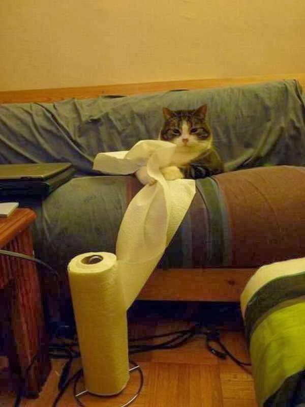 http://efunnyimages.com/funny-cat-kitchen-paper-2/