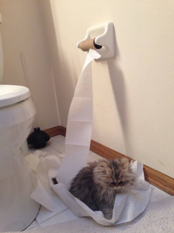http://sadmoment.com/fluffy-kitten-has-an-evil-desire-to-ruin-toilet-paper-kitty-is-sorry/