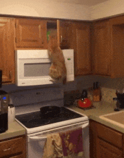 chiens-chats-veritables-demons-gif (4)