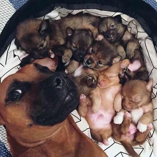 http://www.picaster.com/animals/selfie-of-the-year-dog-with-new-born-kids.html