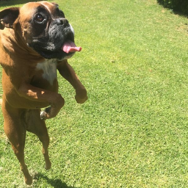 http://buzzsharer.com/wp-content/uploads/2015/06/funny-boxer-dog-trying-to-fly.jpg