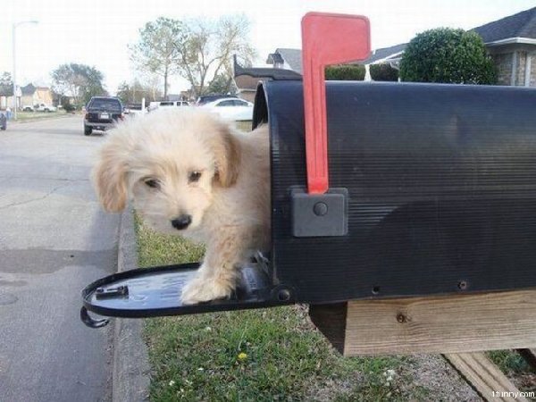 http://www.supercoolpets.com/pictures/puppymail.jpg