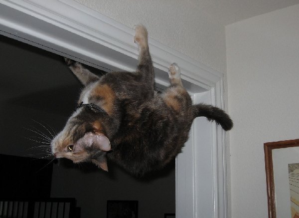 https://cutecatshq.com/wp-content/uploads/2014/11/Limited-edition-anti-gravity-cat.jpg