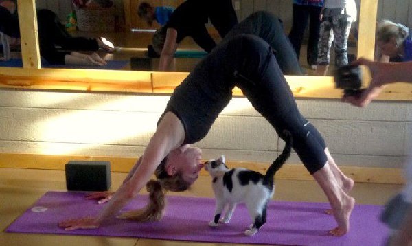https://metrouk2.files.wordpress.com/2015/06/yoga-with-cats-yoga-at-connies-e1434189763634.jpg?quality=80&strip=all