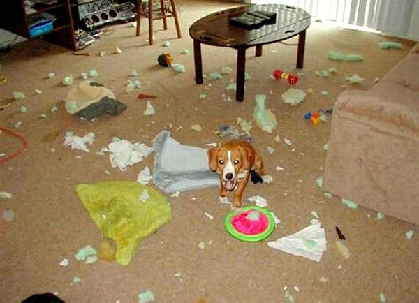 http://www.lifewithdogs.tv/wp-content/uploads/2015/02/2.20.15-Dogs-Who-Are-Proud-They-Trashed-Your-House11.jpg