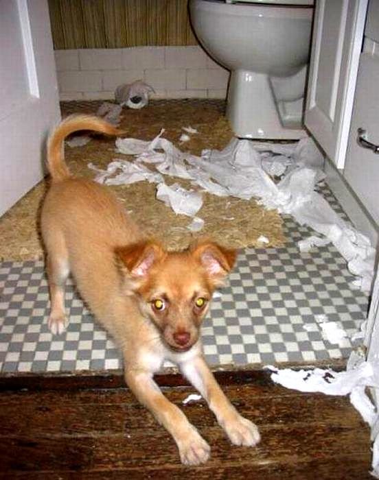 http://www.lifewithdogs.tv/wp-content/uploads/2015/02/2.20.15-Dogs-Who-Are-Proud-They-Trashed-Your-House17.jpg