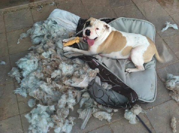 http://woofwise.com/wp-content/uploads/2015/09/dog-chewing-bed.jpg