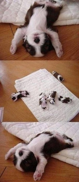 http://perfecto.buzz/wp-content/uploads/2015/07/15-puppy-heroes-fully-committed-napping-everywhere_ddf7aa7e0fd578903d75ab06d6b9efe7.jpg
