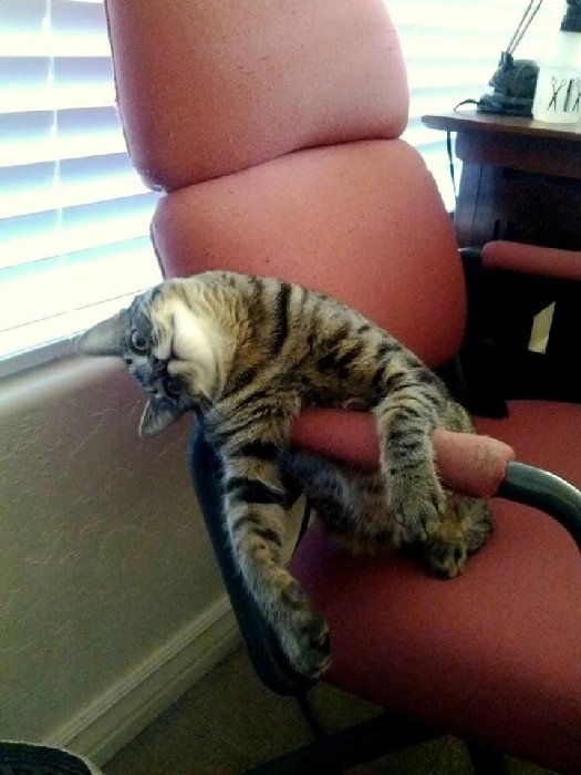 http://funny-pics.co/wp-content/uploads/Tired-Cat-at-the-Office-Too-much-work-is-bad-for-you.jpg