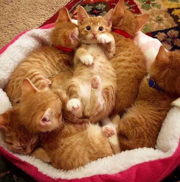 http://themeowpost.com/six-little-ginger-kittens-all-from-the-same-litter-but-you-wont-be-able-to-tell-them-apart/