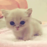 chatons-chiots-ont-fait-craquer-gif