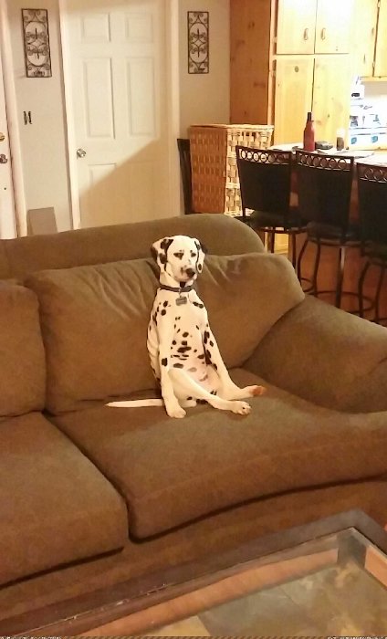 http://p.im9.eu/aww-whenever-i-go-to-my-mom-s-house-orion-is-always-sitting-on-the-couch-like-this.jpg